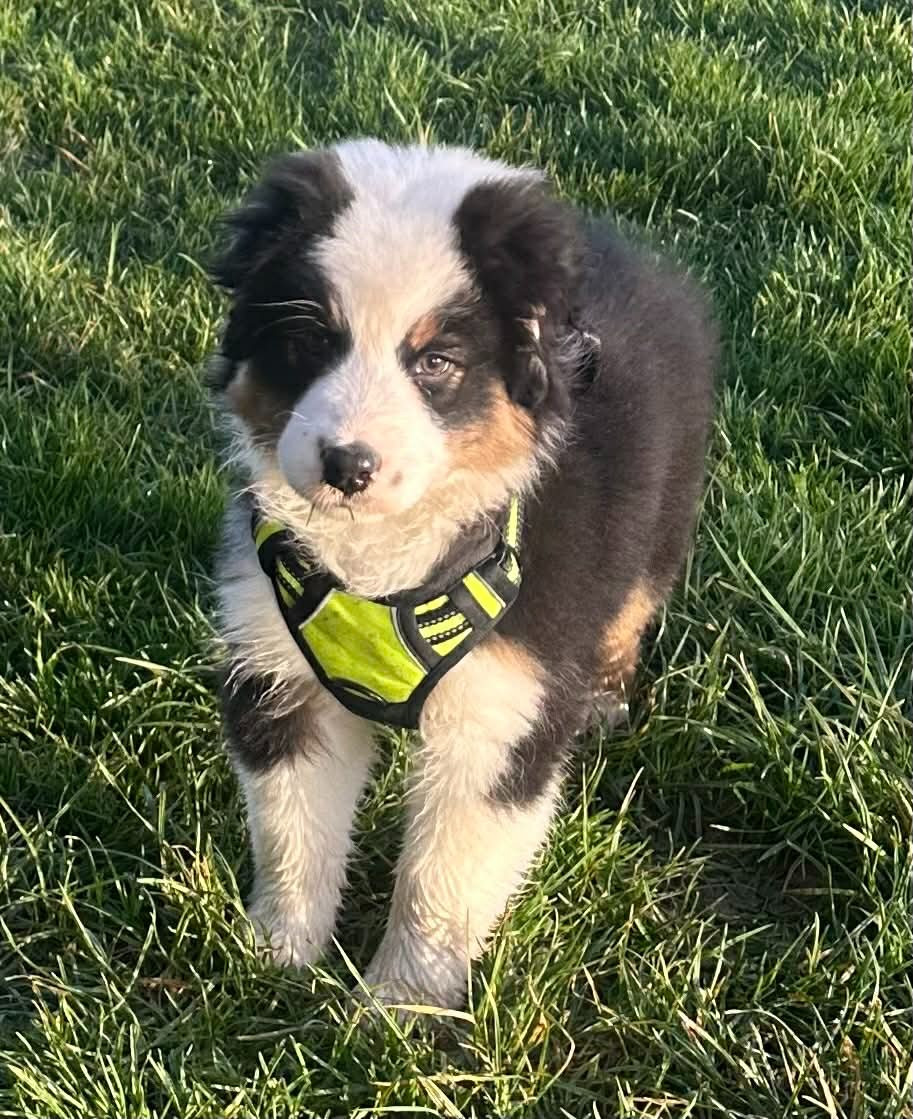 Ls Twins Crew AMAZING QUICKSTEP