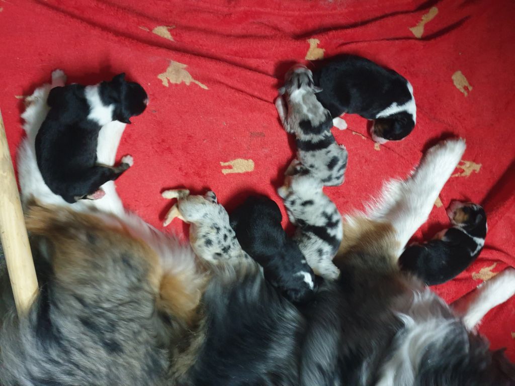 Chiot Berger Australien de la Forge Rebelle